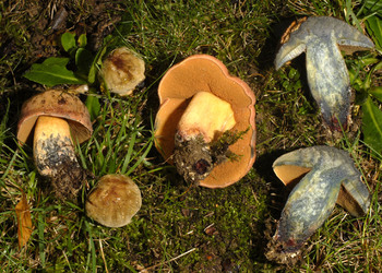 Glattstieliger Hexenröhrling (Suillellus queletii) - © Heinz Prelicz